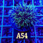 ELECTRIC GREEN STAR POLYP LIVE CORAL FRAG - A54 - WYSIWYG - REEF RHAPSODY -