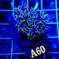 ELECTRIC GREEN STAR POLYP LIVE CORAL FRAG - A60 - WYSIWYG - REEF RHAPSODY -