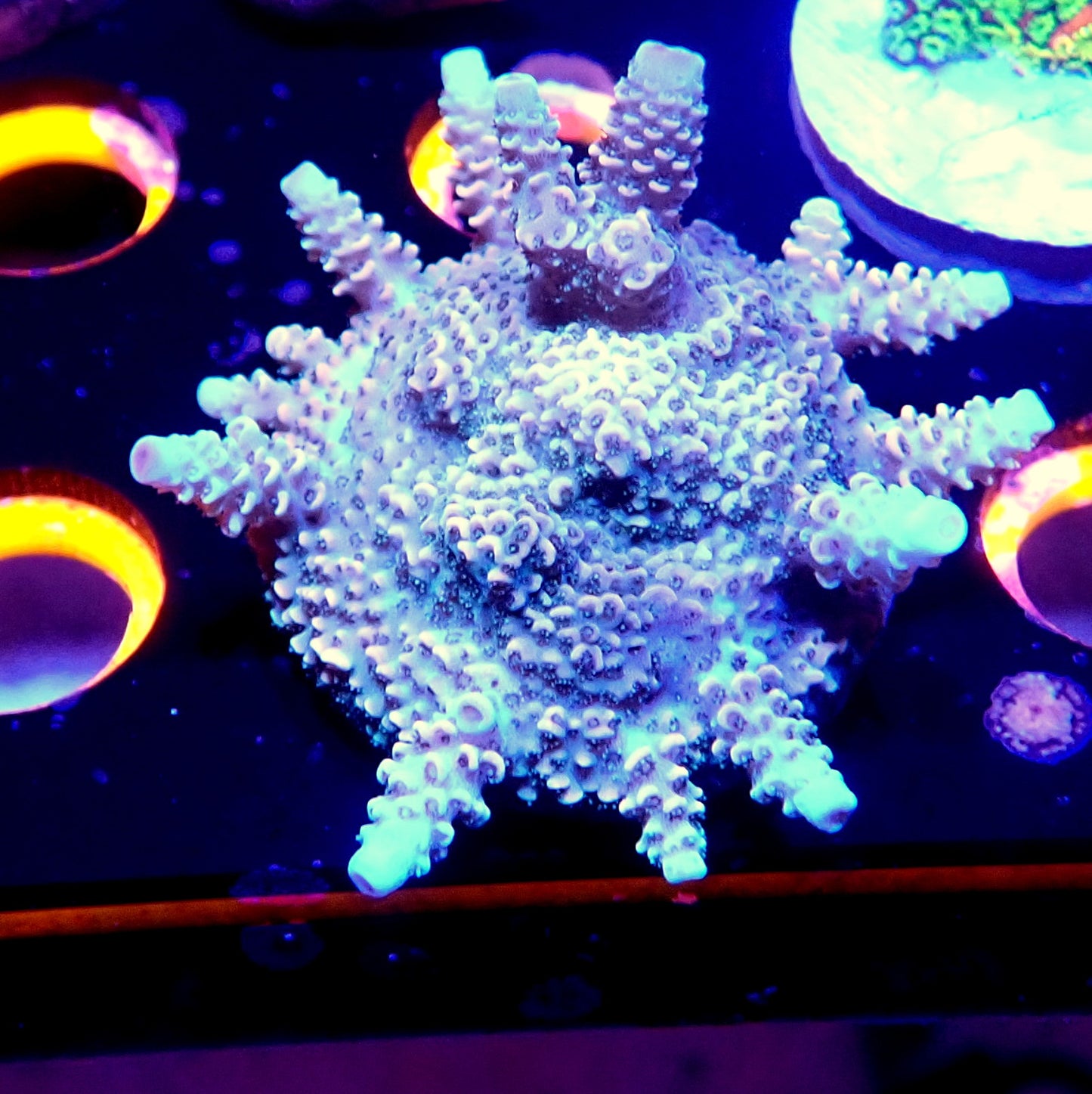 RAINBOW MILLIOPORA MINI COLONY LIVE CORAL FRAG - WYSIWYG - REEF RHAPSODY -