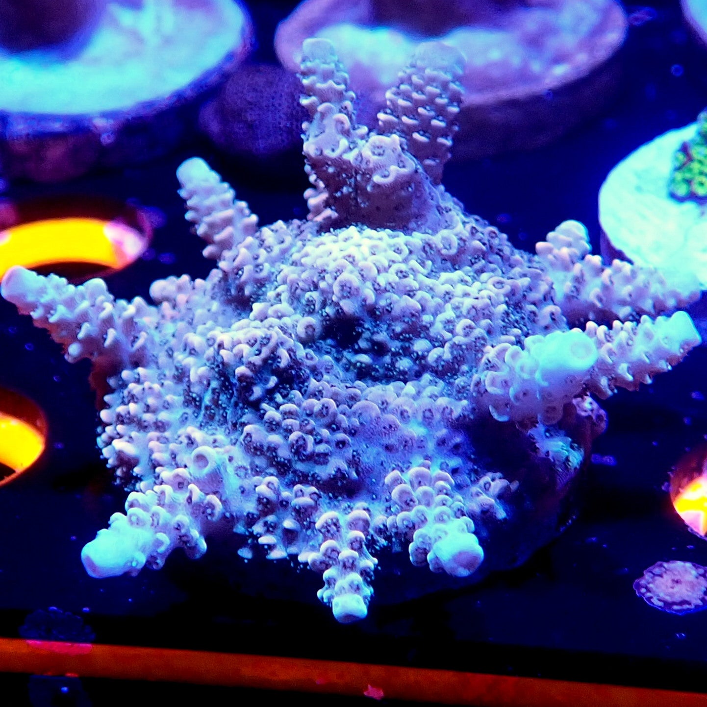 RAINBOW MILLIOPORA MINI COLONY LIVE CORAL FRAG - WYSIWYG - REEF RHAPSODY -