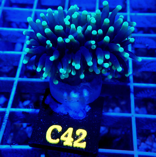 2 HEAD INDO YELLOW TIP TORCH LIVE CORAL - C42 - WYSIWYG - REEF RHAPSODY -BLASTO-