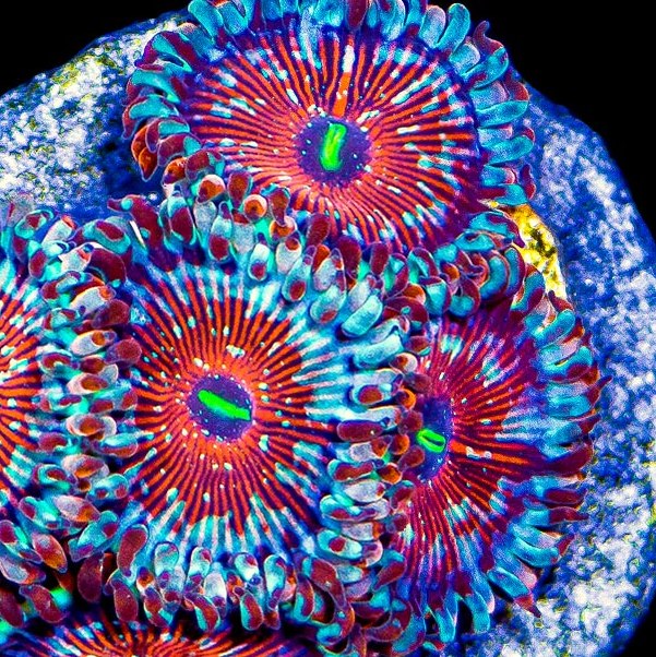 SEDUCTION PALYTHOA LIVE CORAL - A51 - WYSIWYG - REEF RHAPSODY -ZOANTHID-BLASTO-